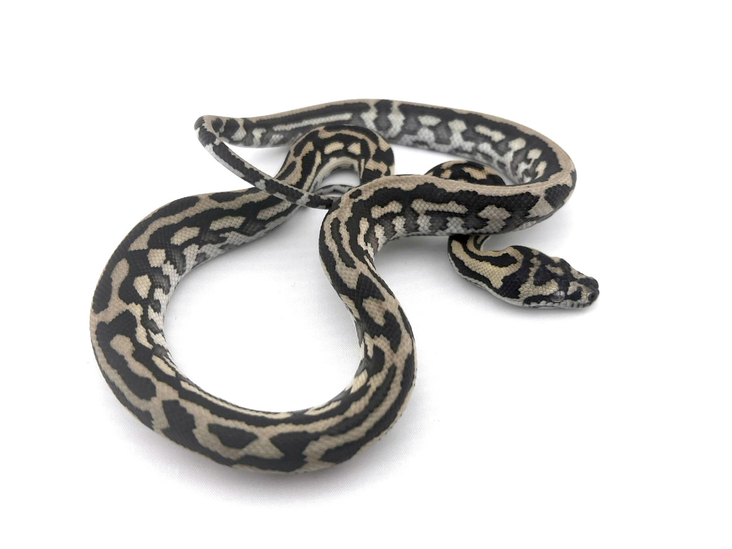 アザンティックジャガー