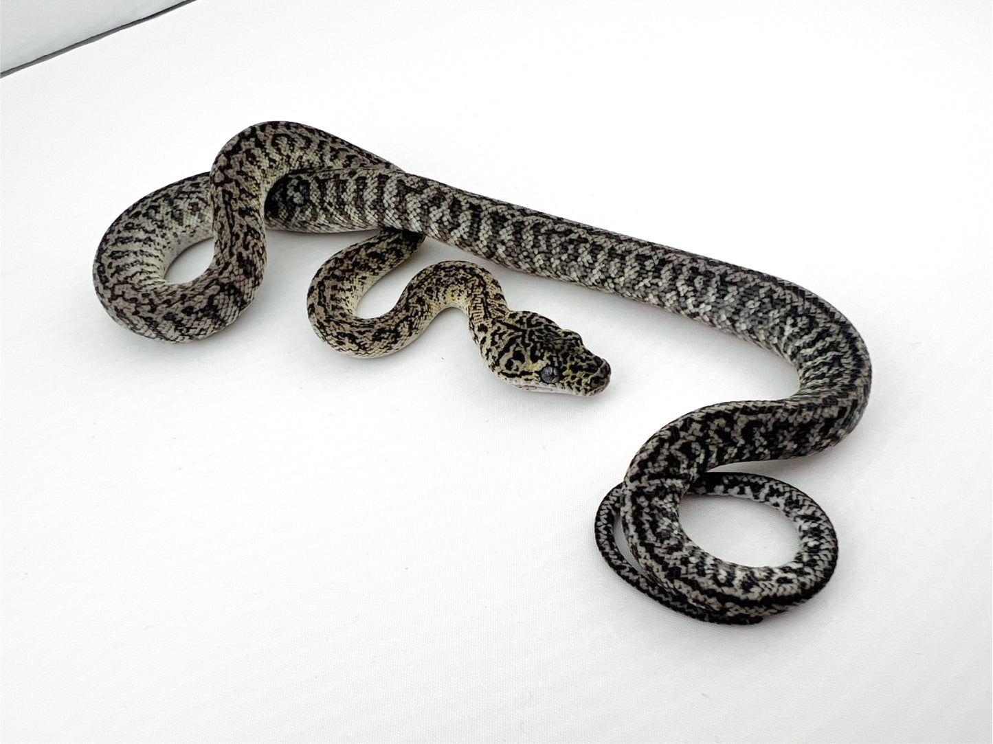 アザンティックグラナイト