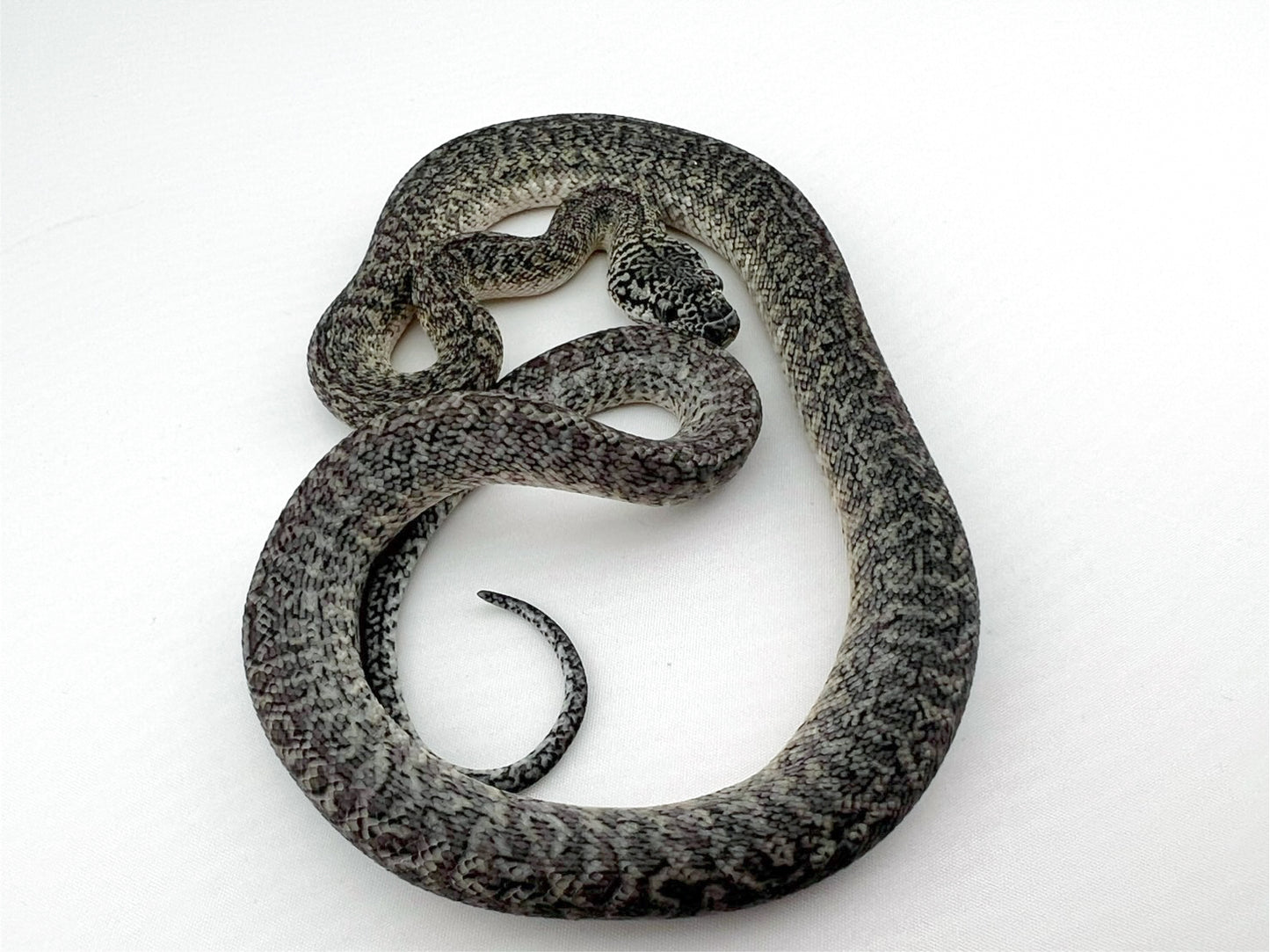 アザンティックグラナイト