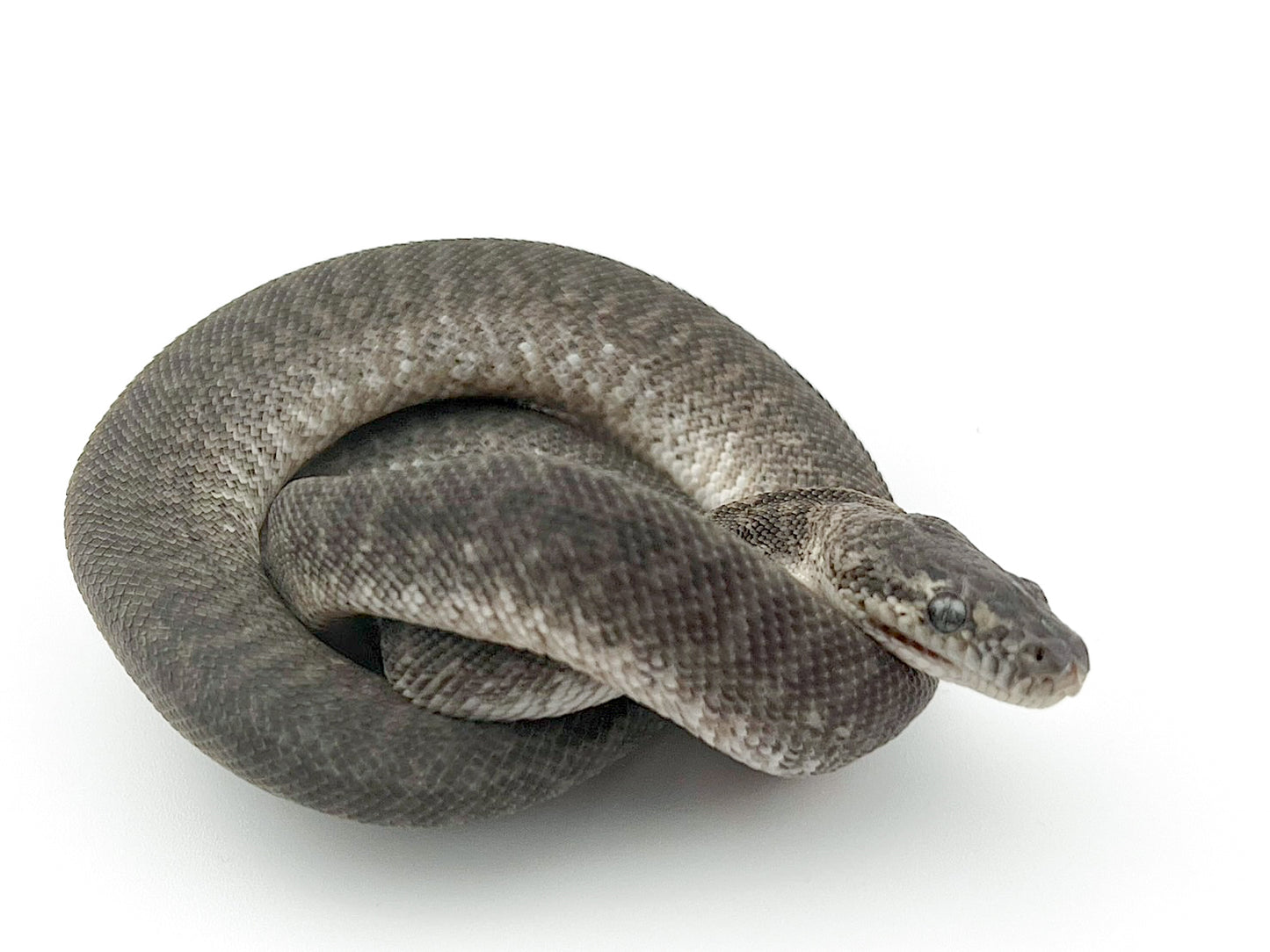 アザンティックグラナイト