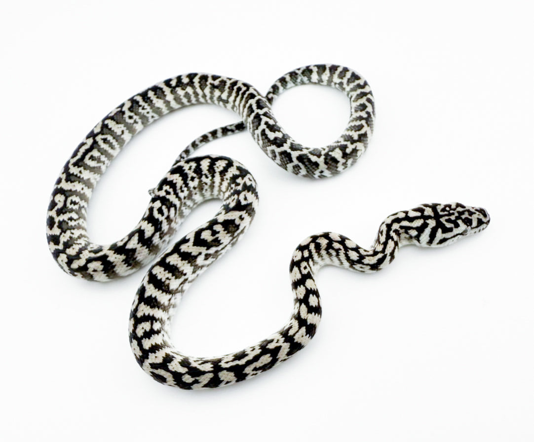 アザンティックゼブラ