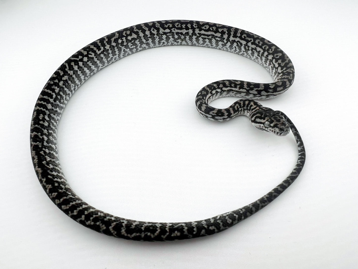 アザンティックゼブラ