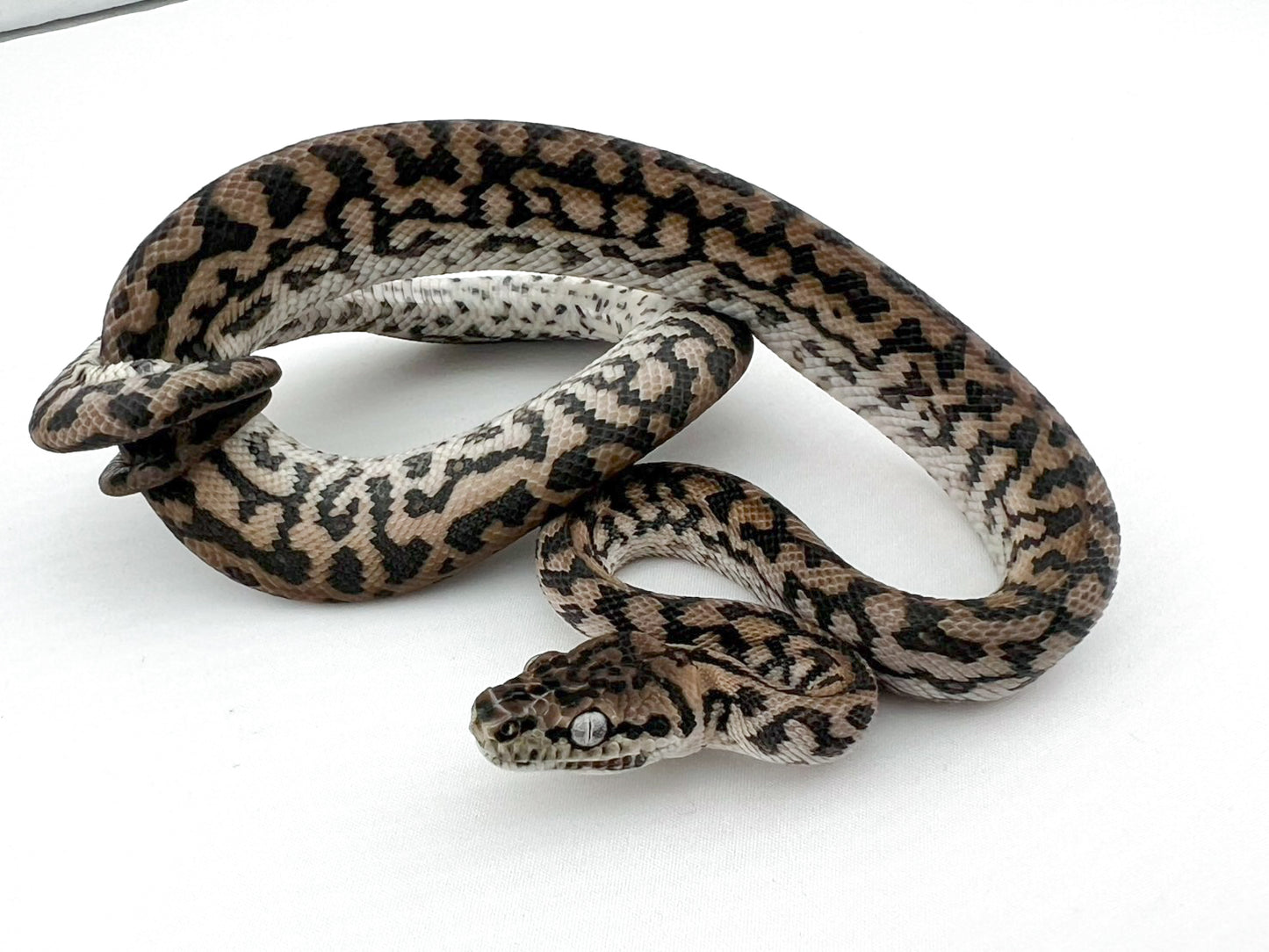 アザンティックゼブラジャガー