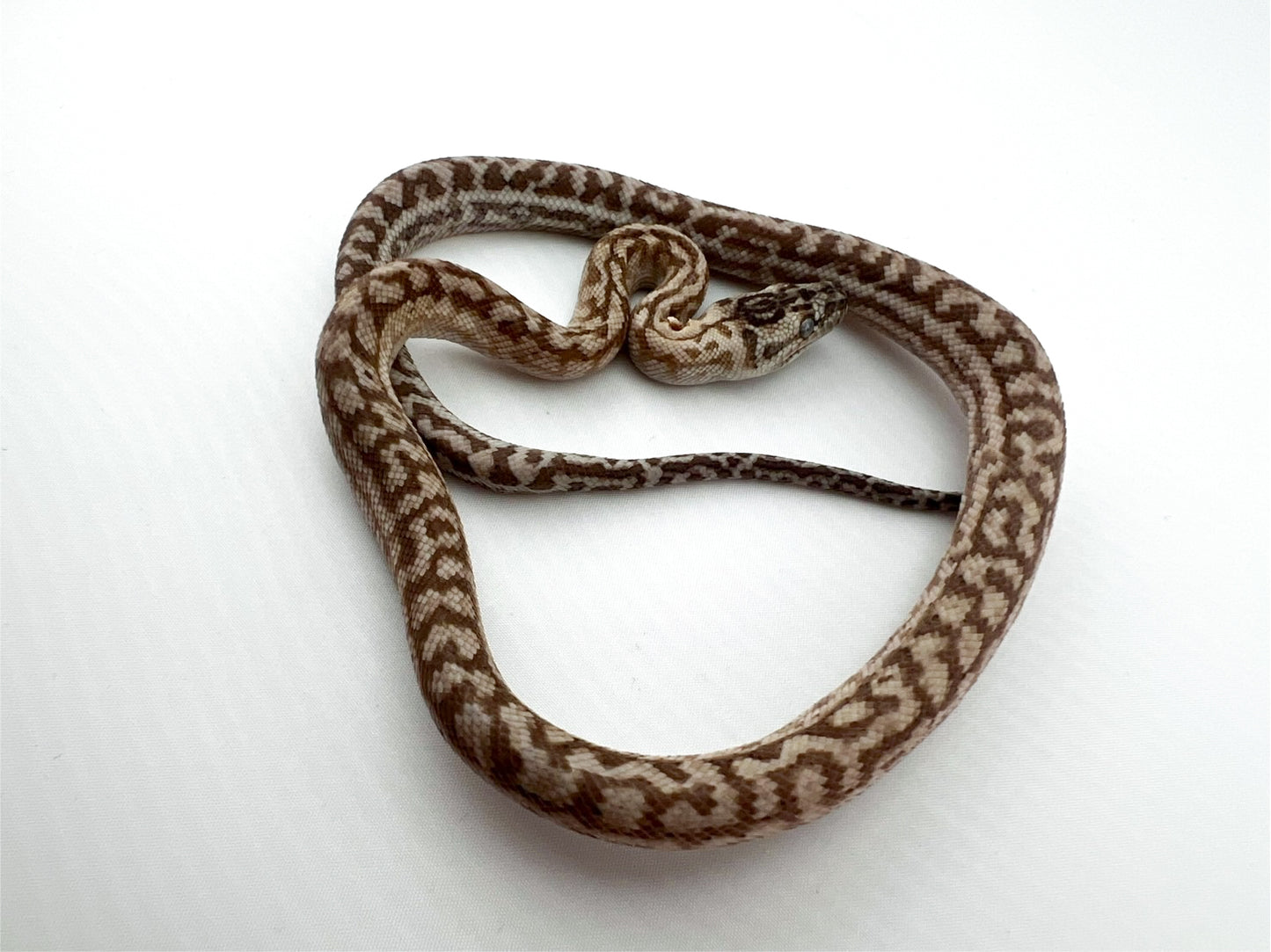 キャラメルアザンティックゼブラジャガー