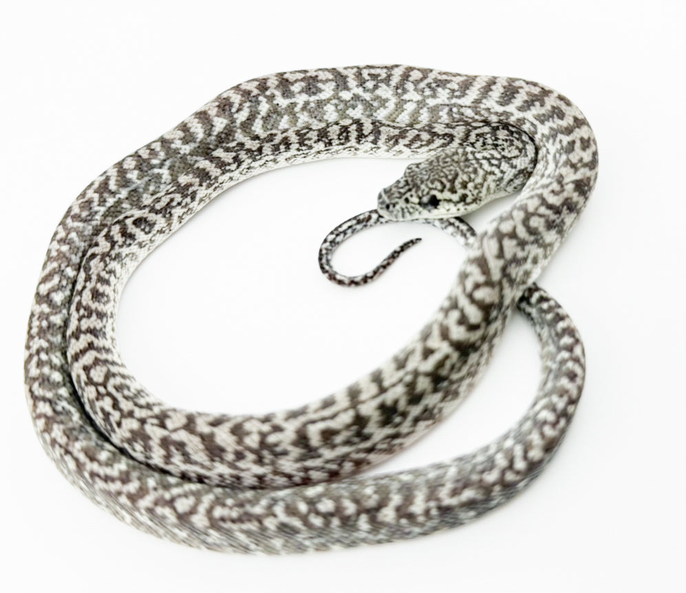 キャラメルアザンティックグラナイト