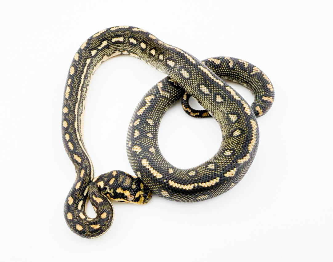 ダイヤモンドパイソン