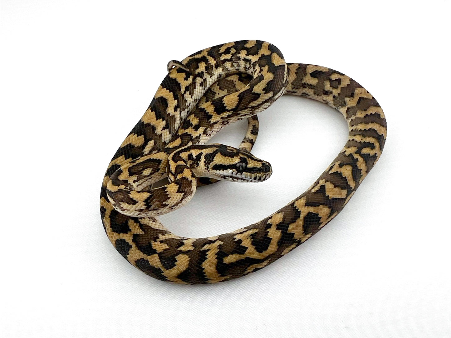 イリアンジャヤ