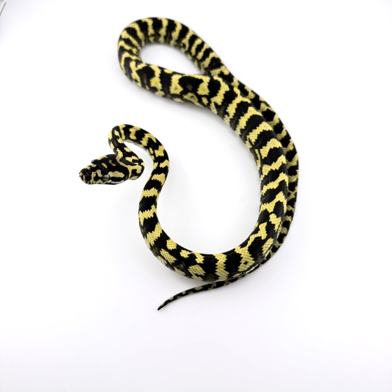 ジャングル A