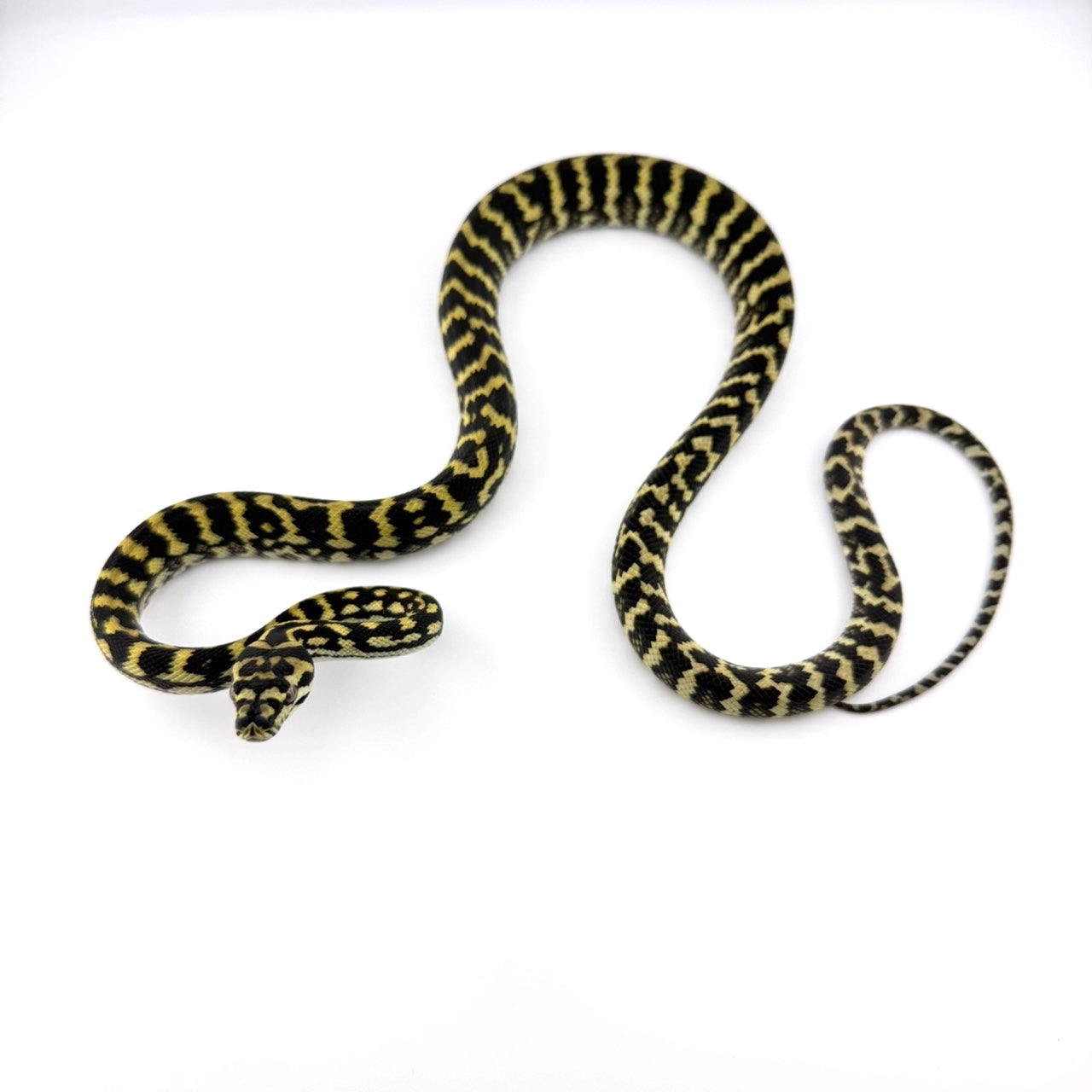 オセロットジャングル