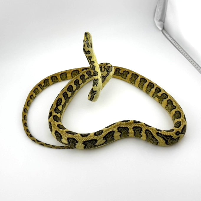 ダイヤジャングルジャガー