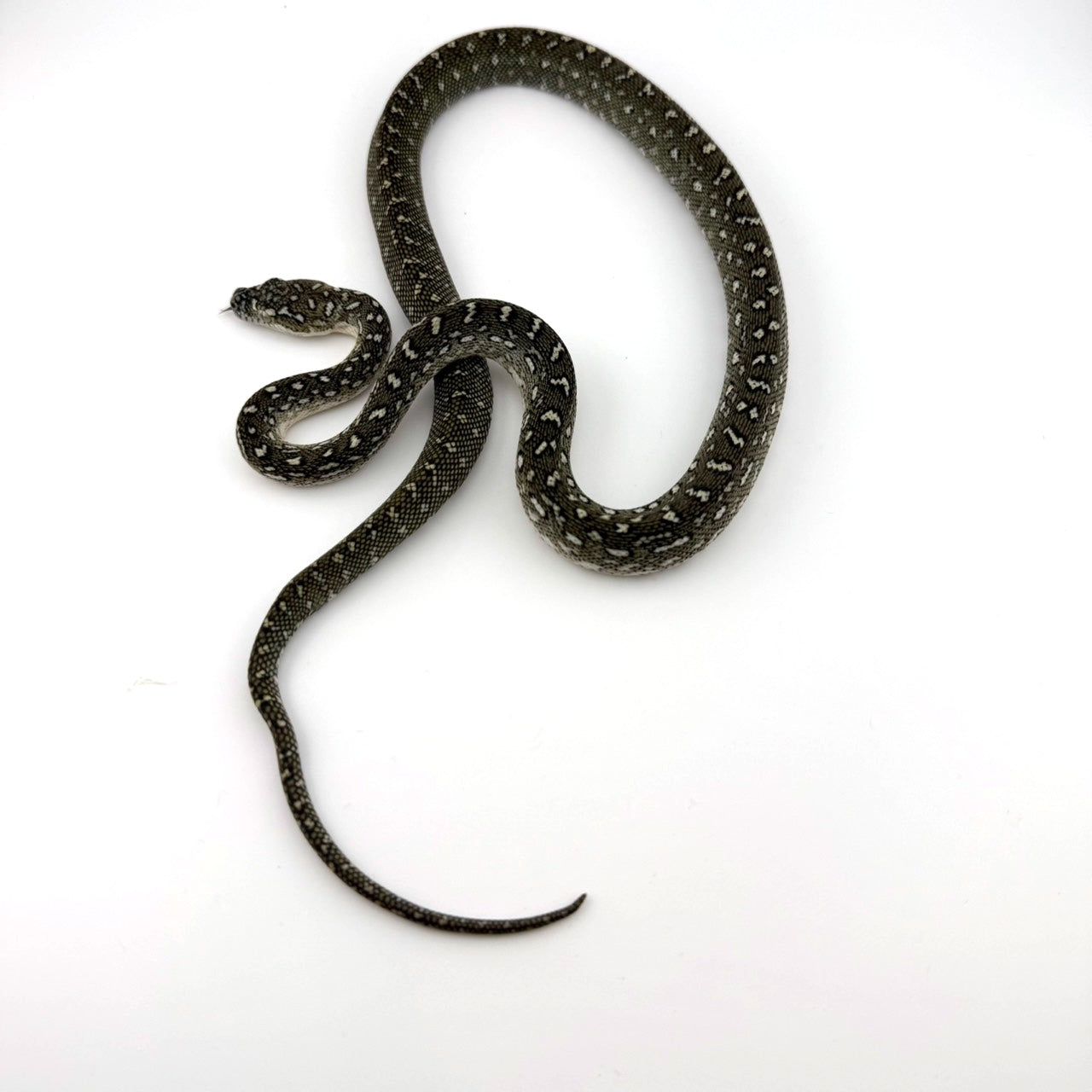 ダイヤジャングル75%ダイヤ