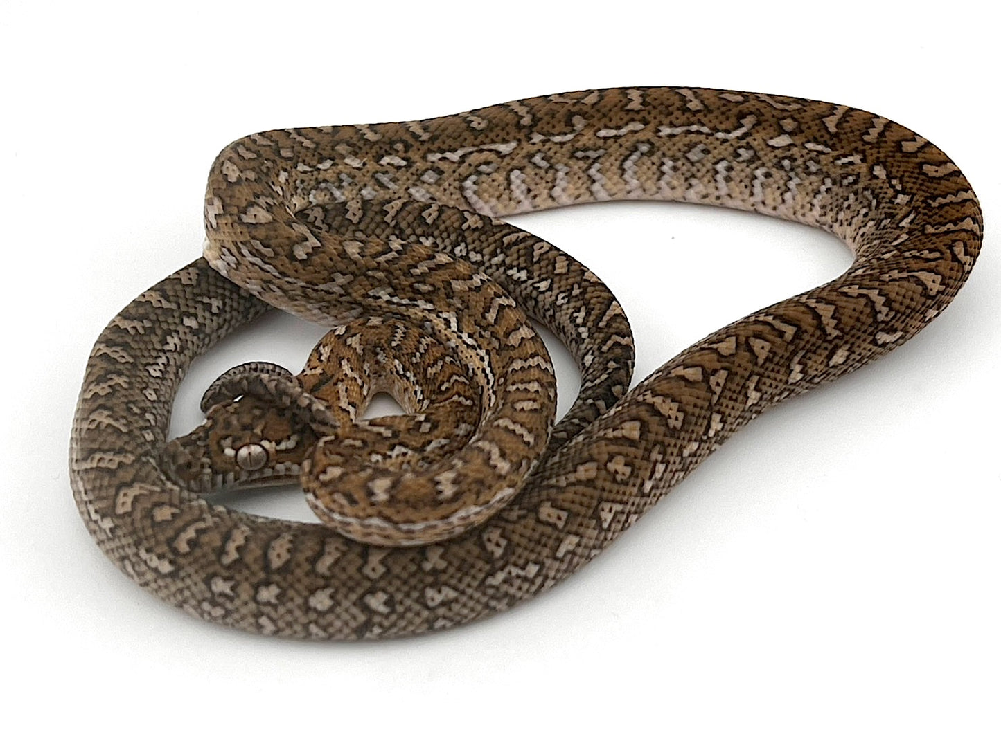 スーパーキャラメル ダイヤジャングルコースタル