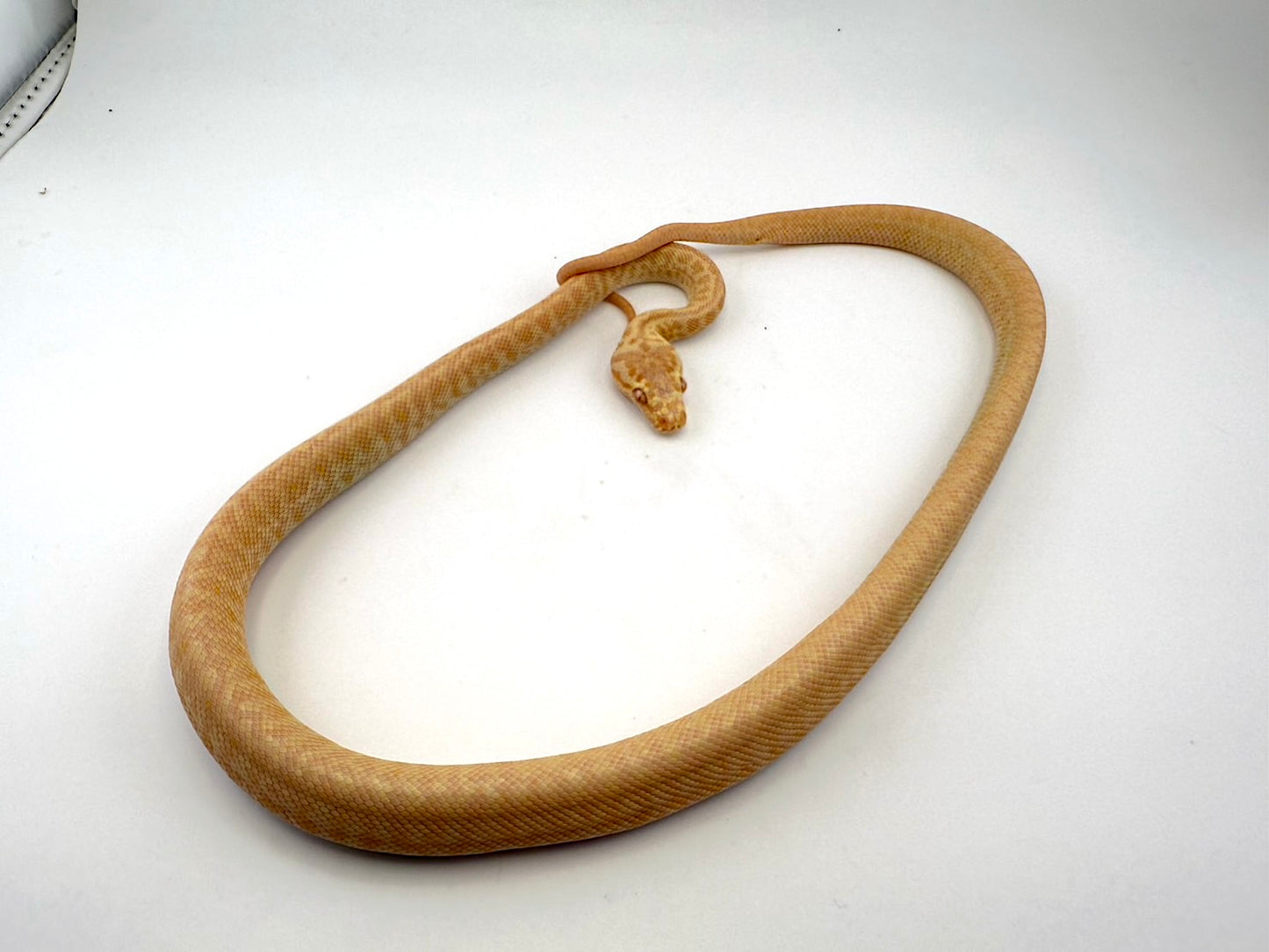 アルビノゼブラ