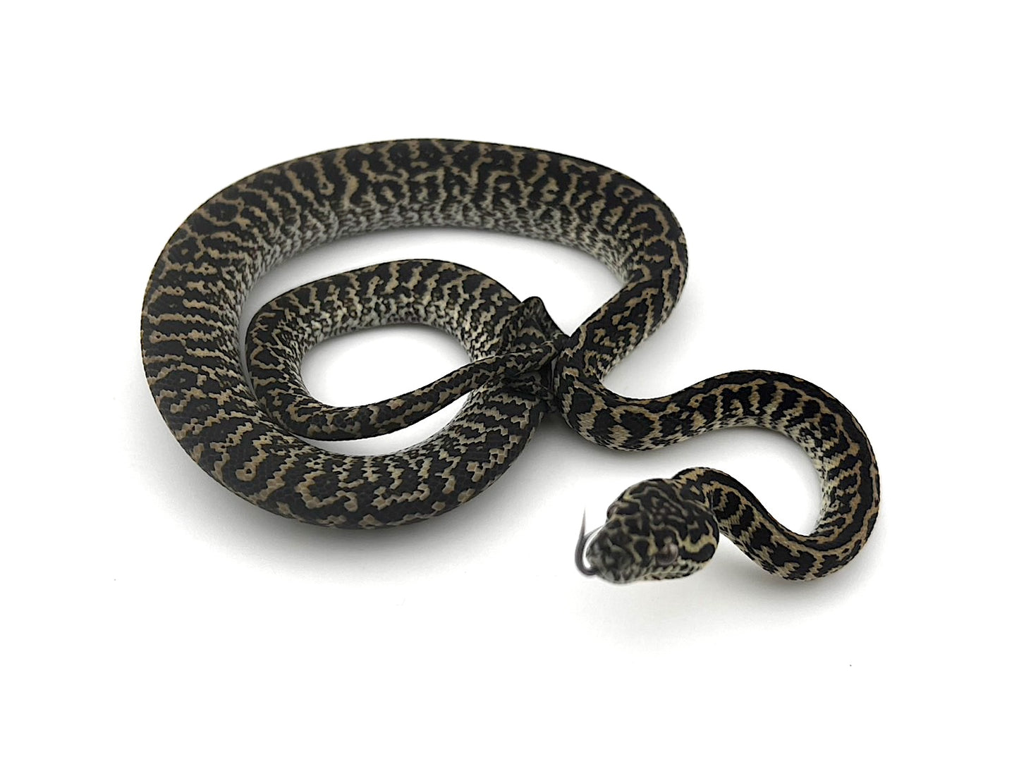 ゼブラhetアルビノ