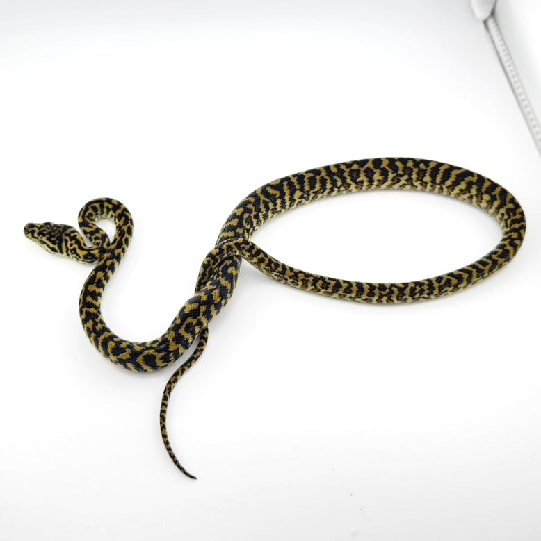 ゼブラhetアルビノ