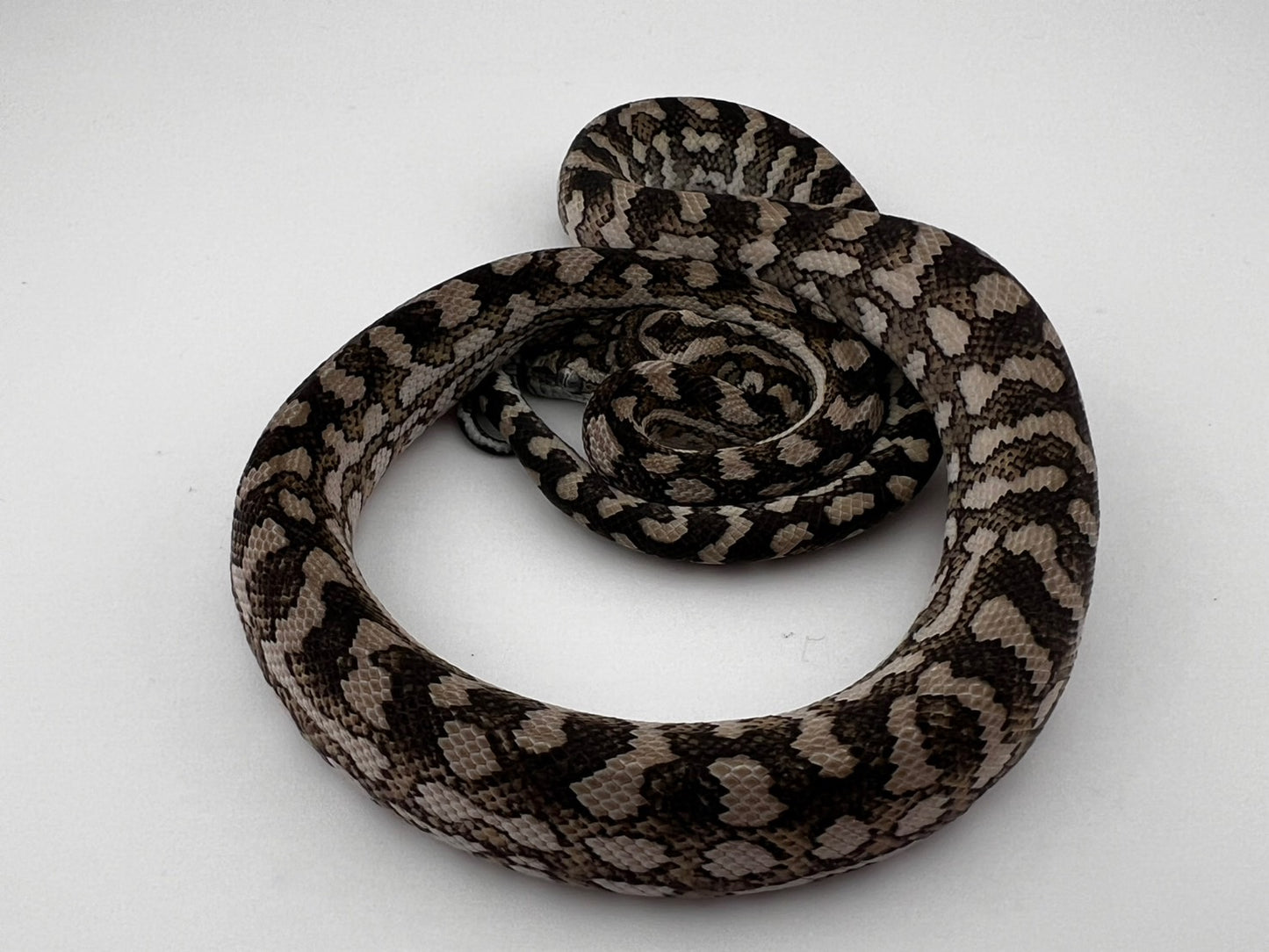 キャラメルアザン