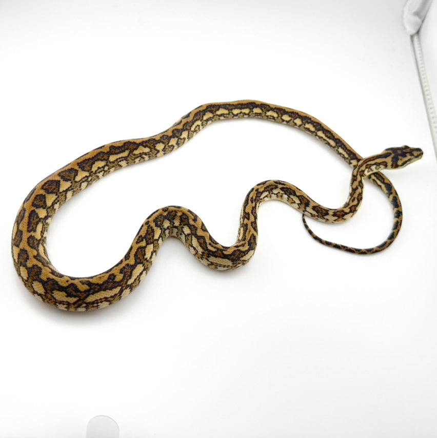 スーパーキャラメルタイガーhetアザン