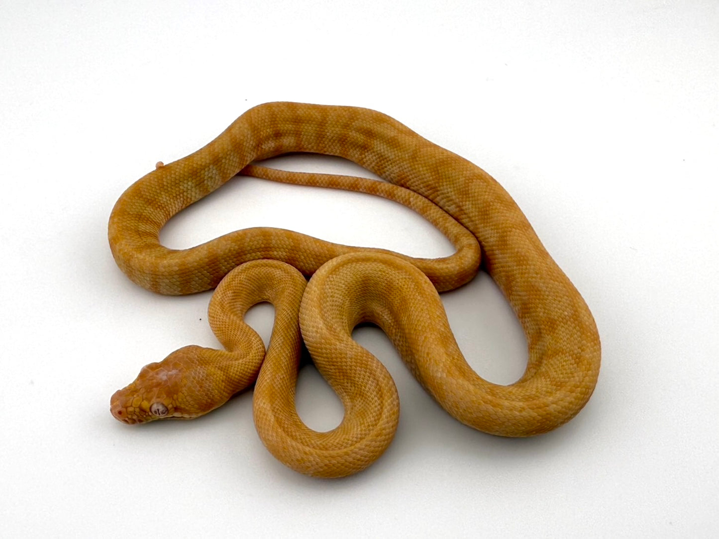 アルビノダーウィン