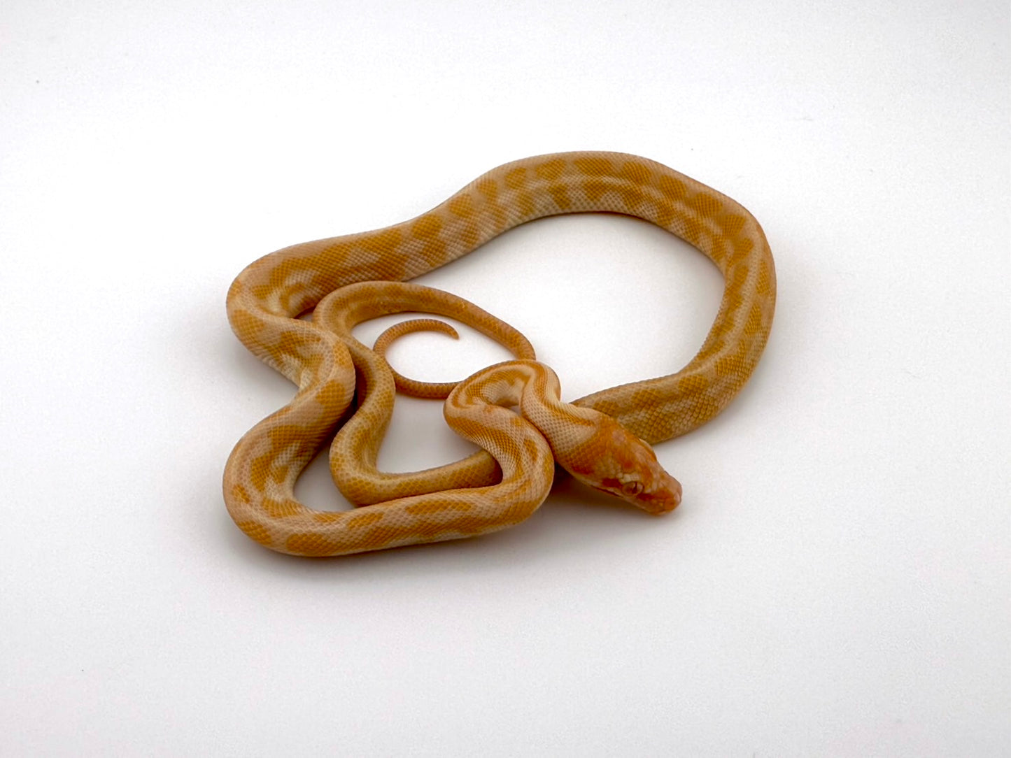 アルビノジャガー