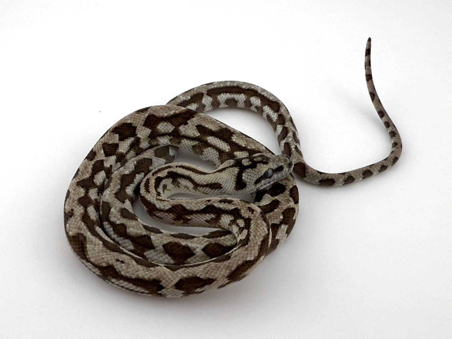 アザンジャガー