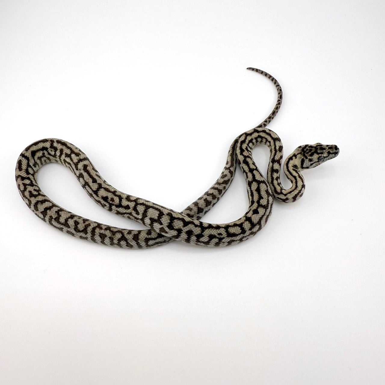 アザンゼブラジャガー