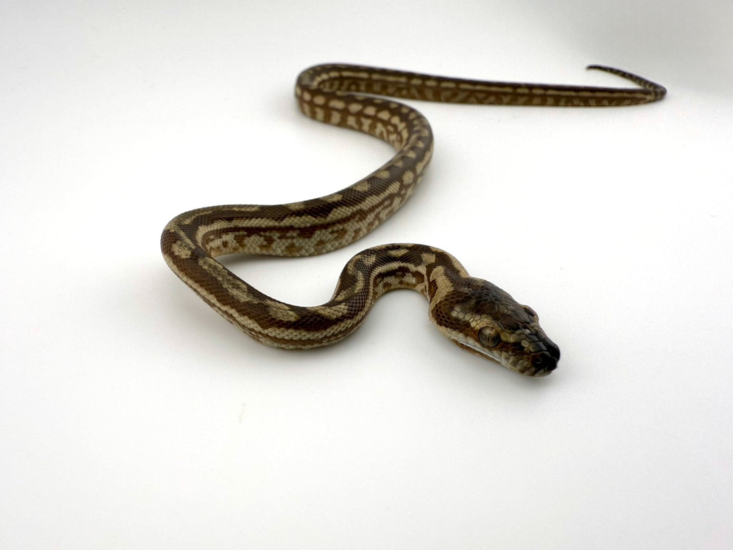 キャラメル(ピュアコースタル)