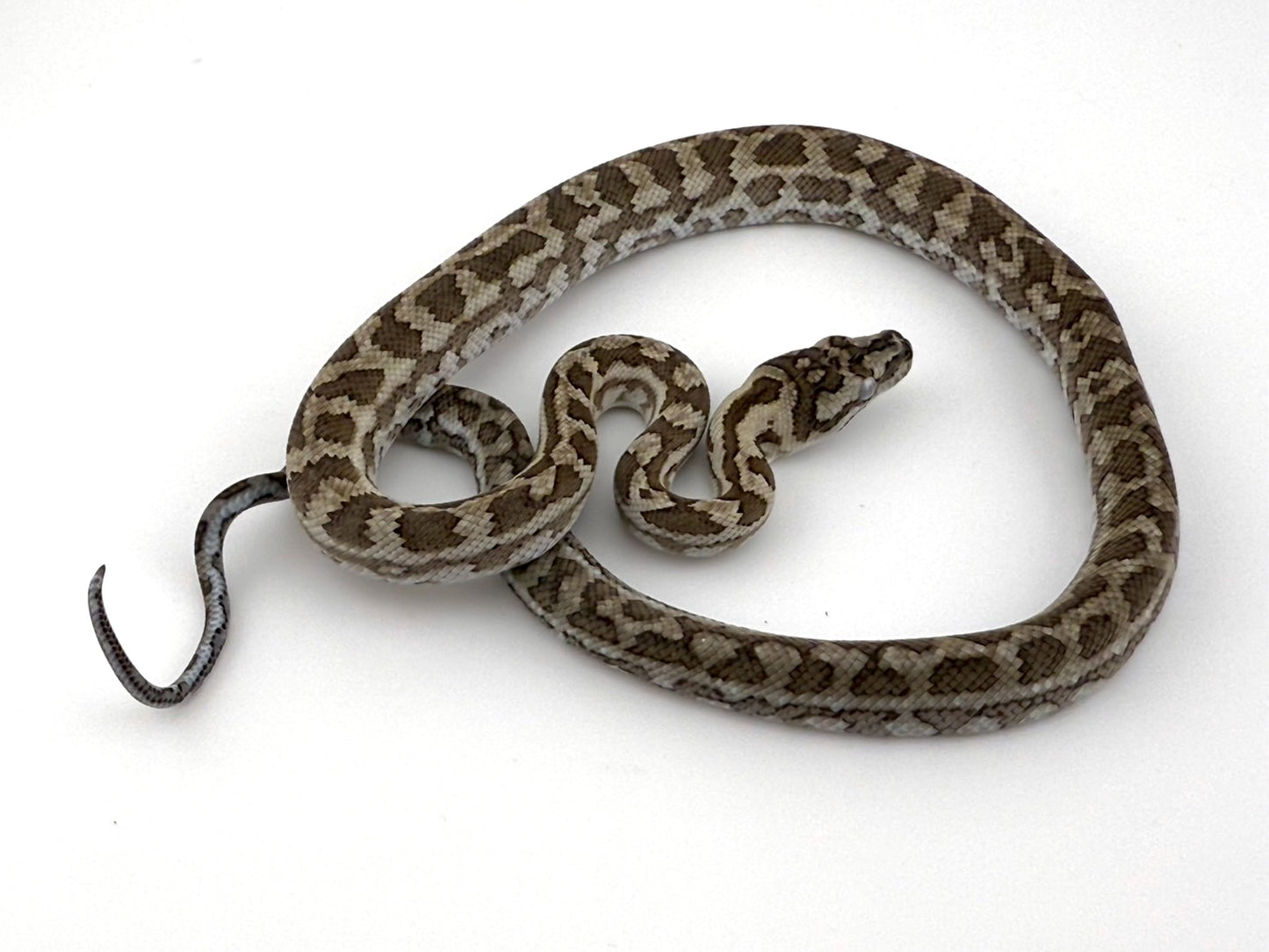 キャラメルアザン