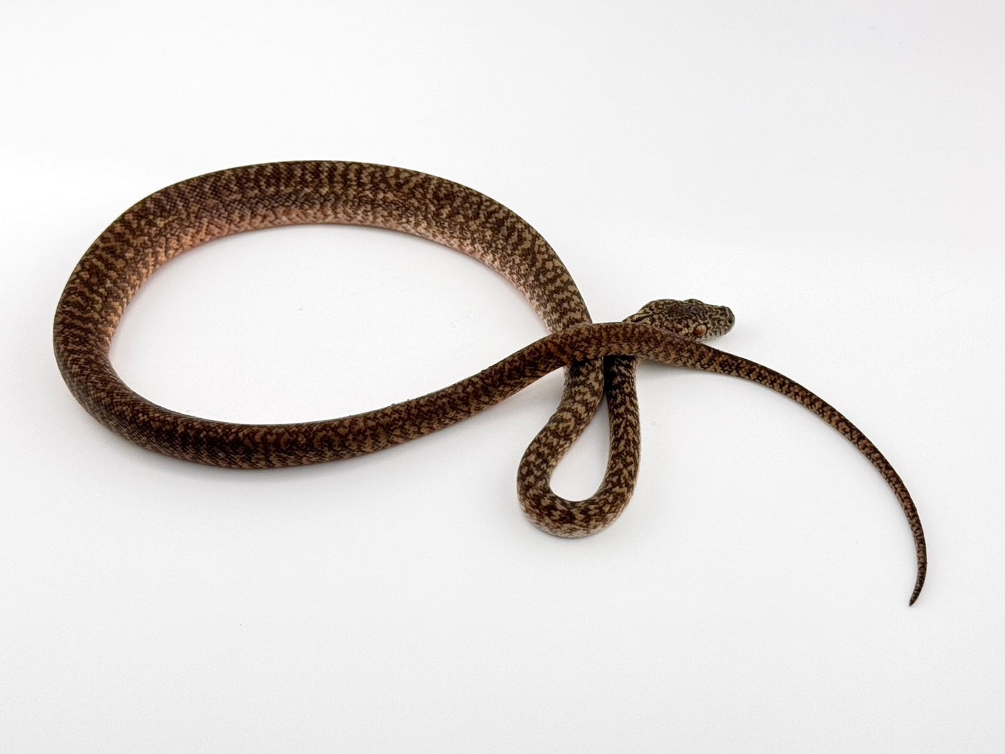 スーパーキャラメルグラナイト