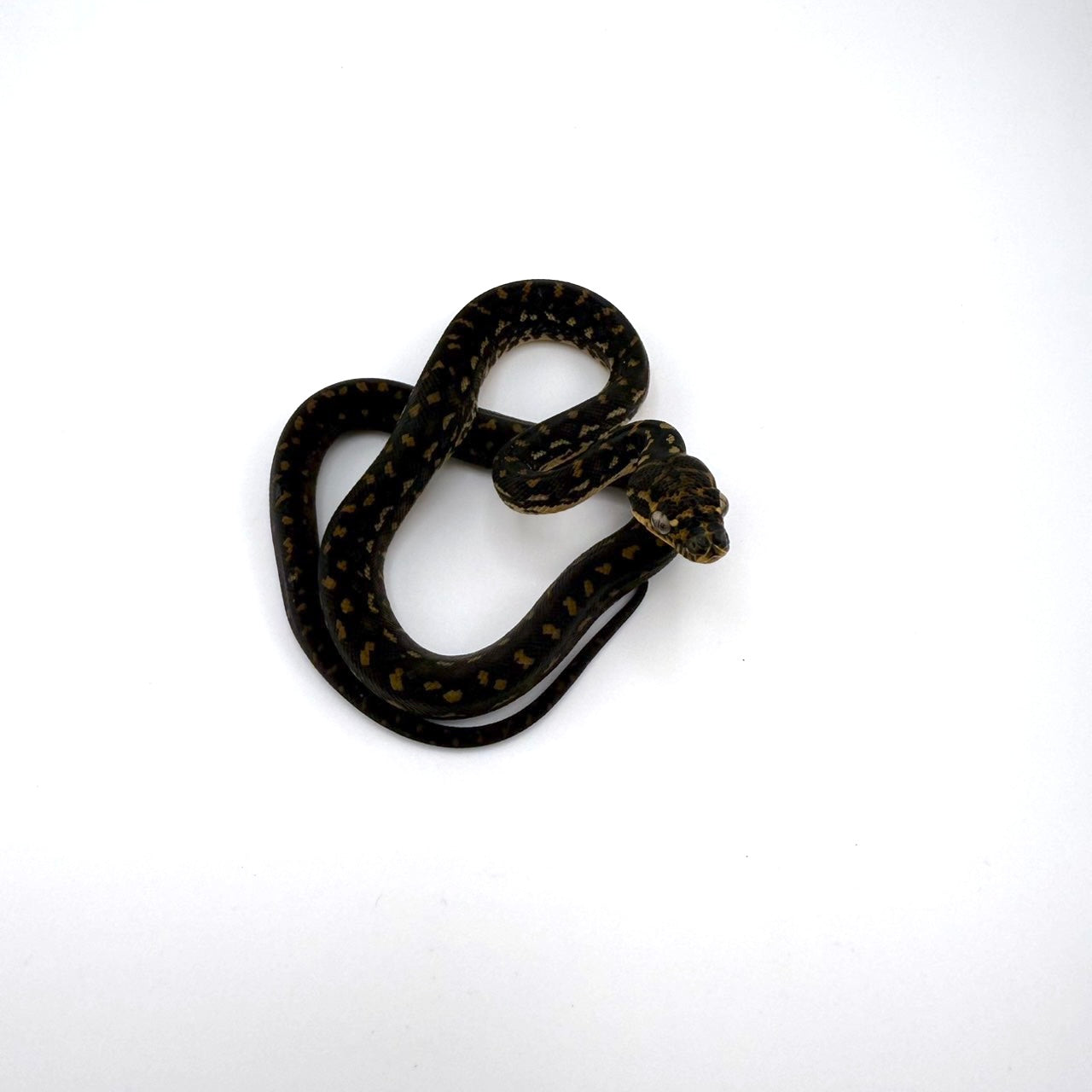 ダイヤモンドパイソン