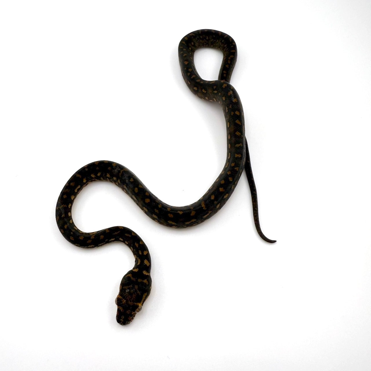 ダイヤモンドパイソン