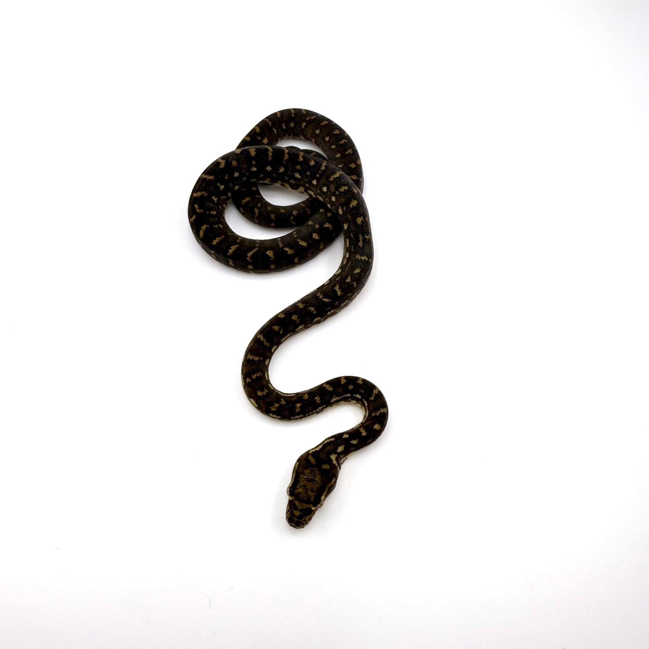 ダイヤモンドパイソン