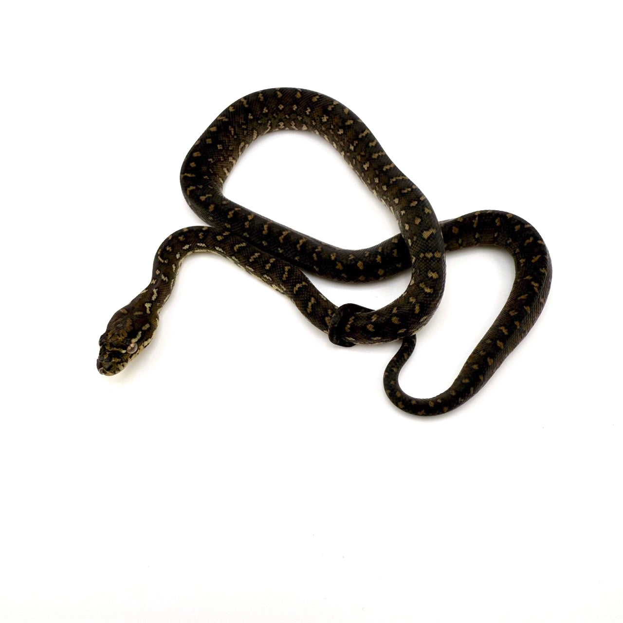 ダイヤモンドパイソン