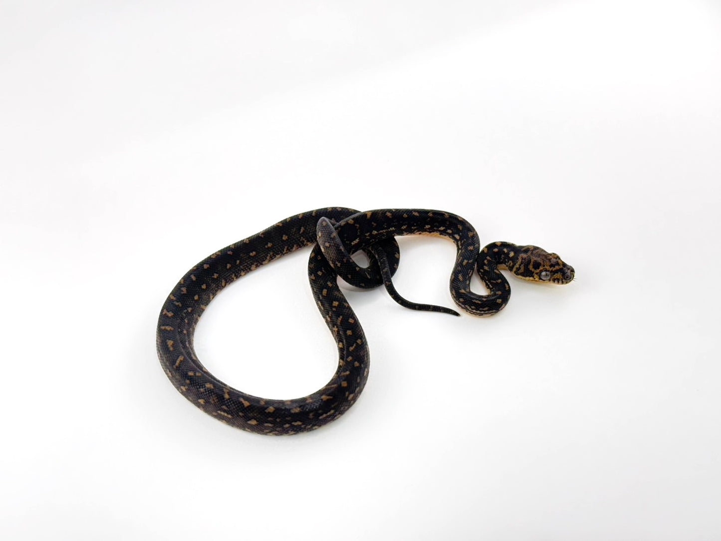 ダイヤモンドパイソン