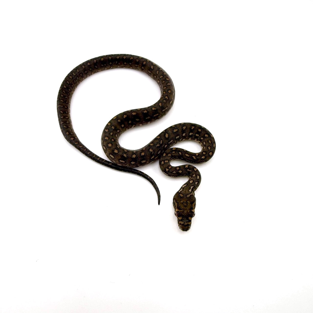 ダイヤモンドパイソン