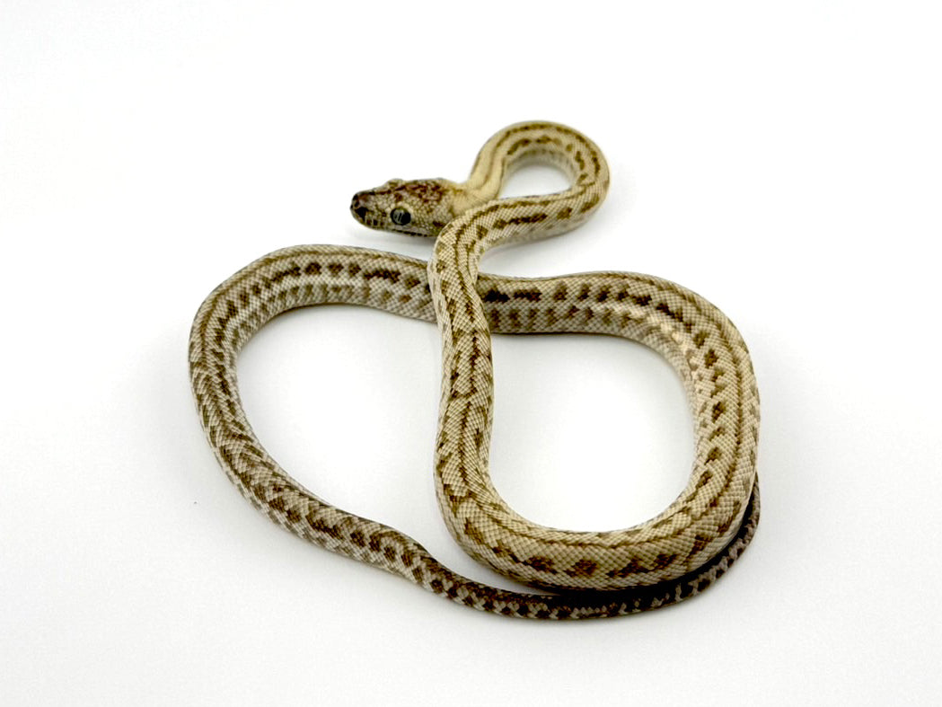 ゴーストゼブラジャガー