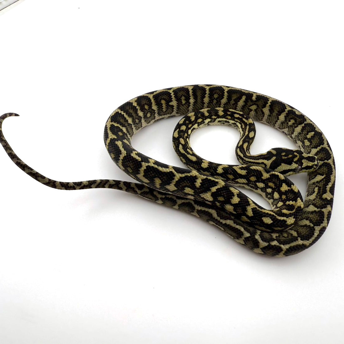 オセロットジャングル