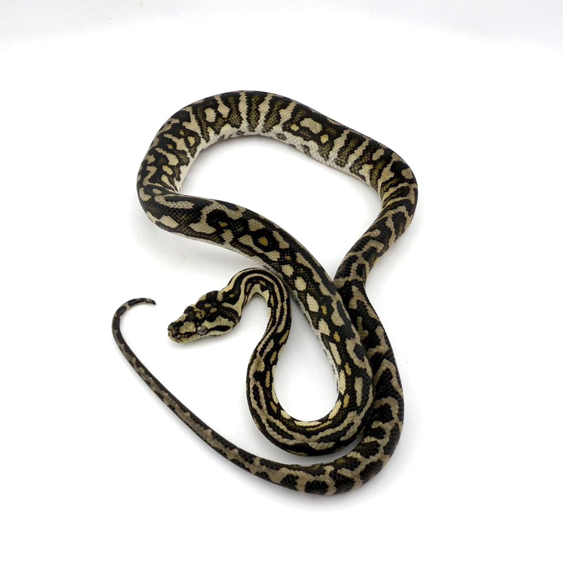 オセロットジャングル