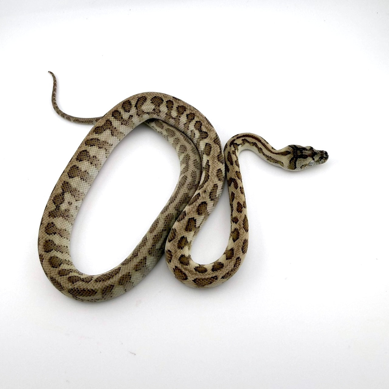 キャラメルアザンジャガー