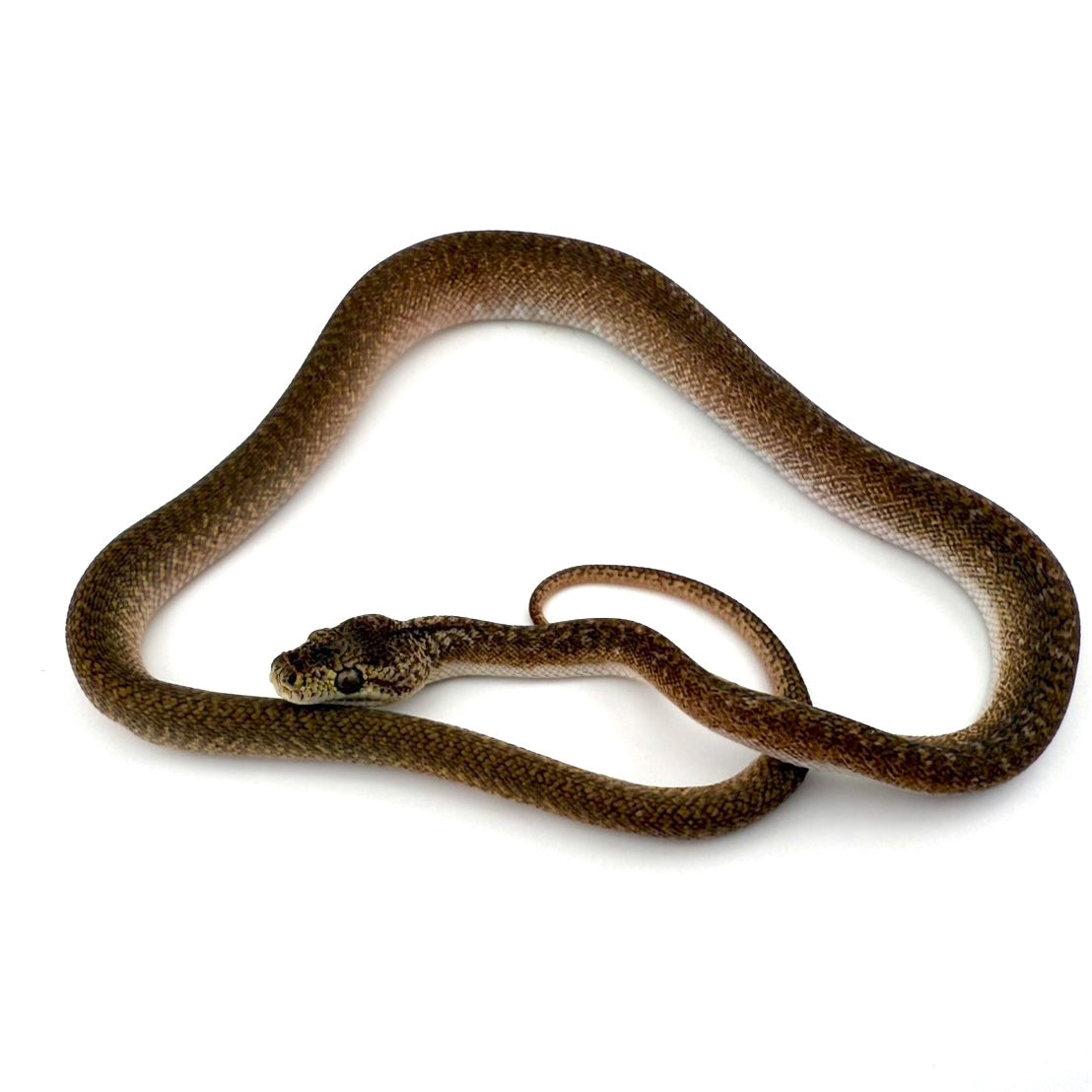 キャラメルグラナイト