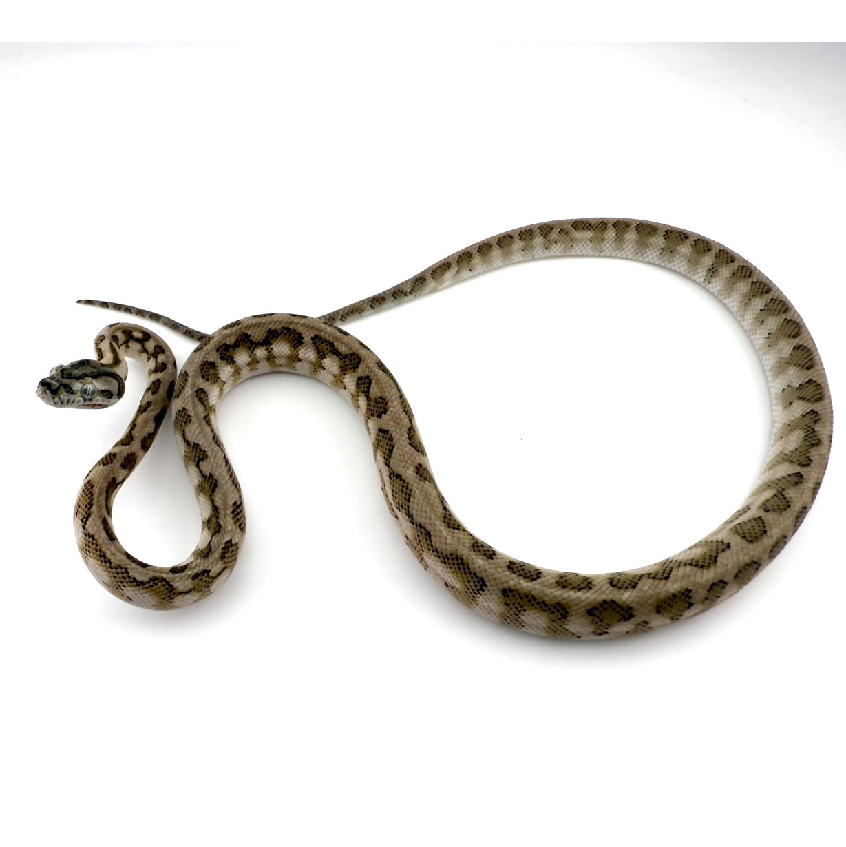 アザンジャガー