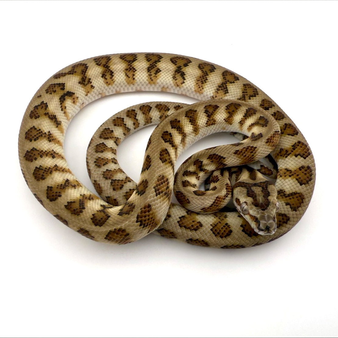 キャラメルジャガーhetアザン