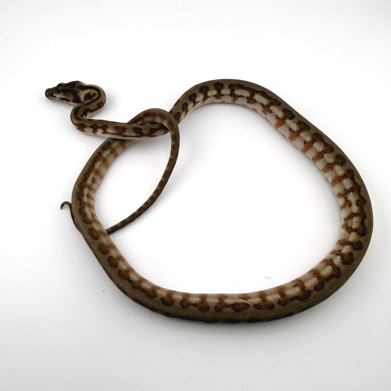 キャラメルジャガーhetアザン