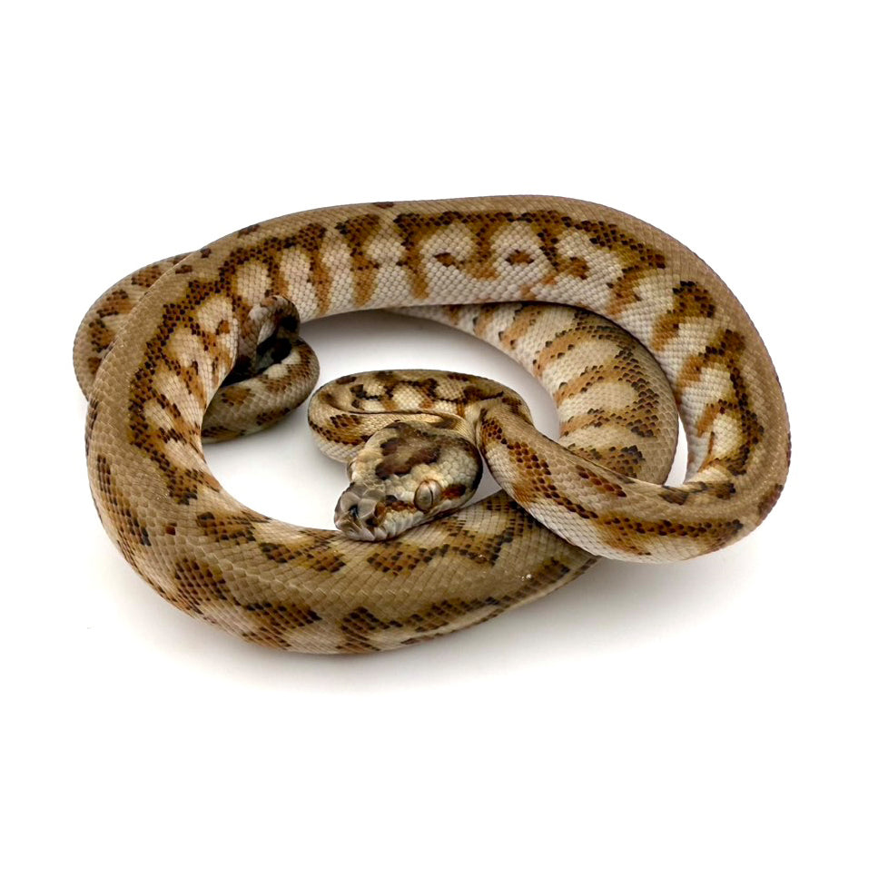 キャラメルジャガーhetアザン