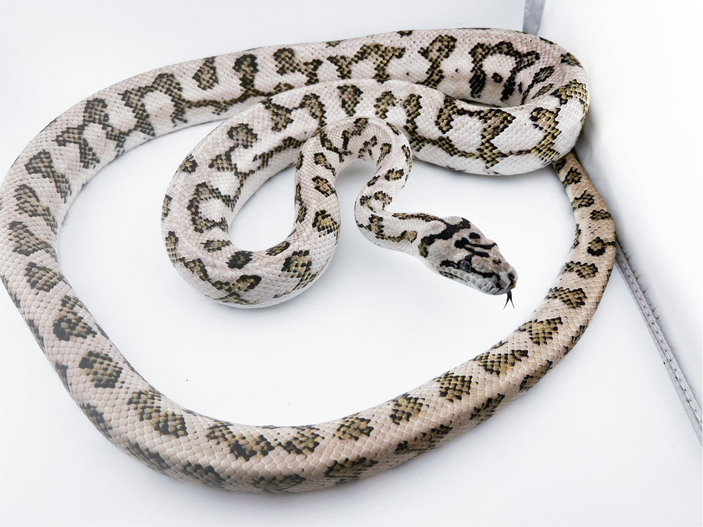 キャラメルアザンジャガー