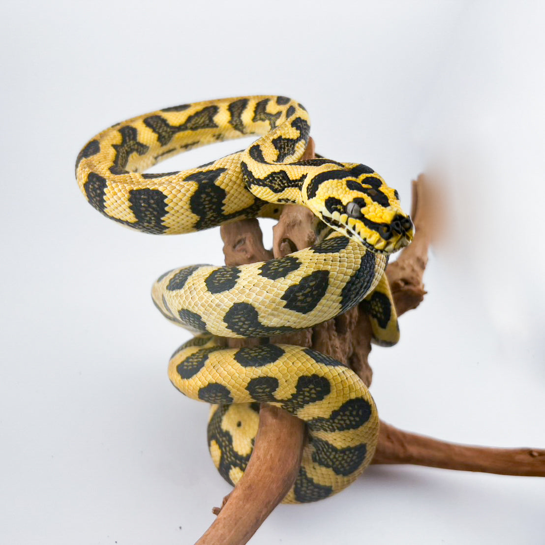 ダイヤジャングルジャガー