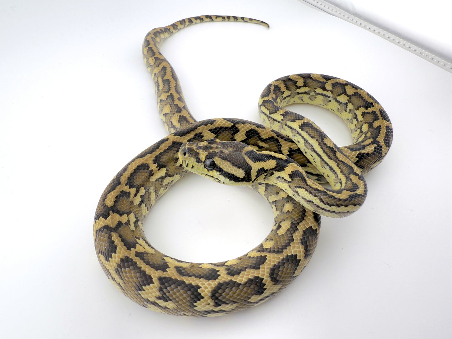 イリアンジャヤ66hetアザン50hetグラナイト