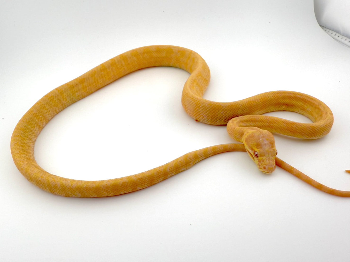 ダーウィンアルビノ