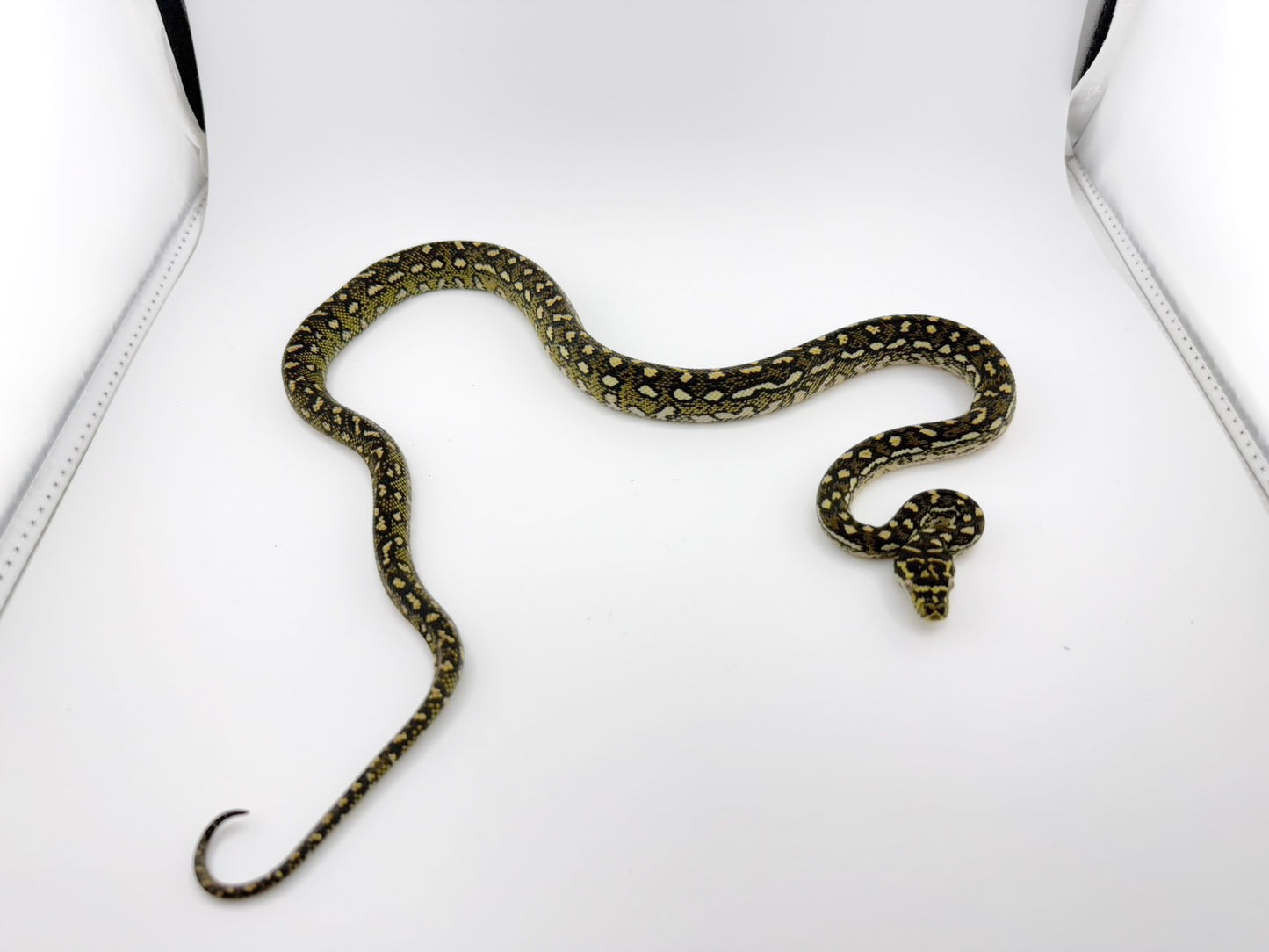 ダイヤモンドパイソン(LZ×Kasper)