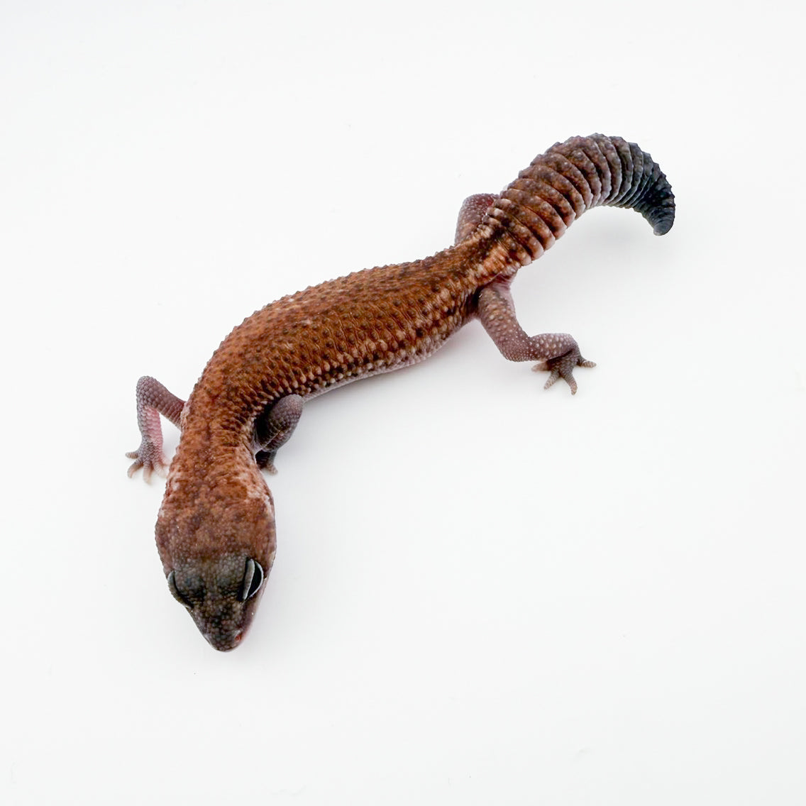 パターンレスオレオhetズールー