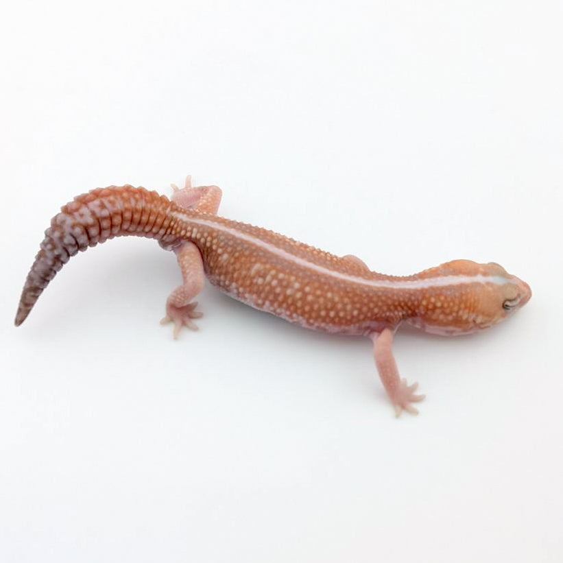 Woアメルパティ